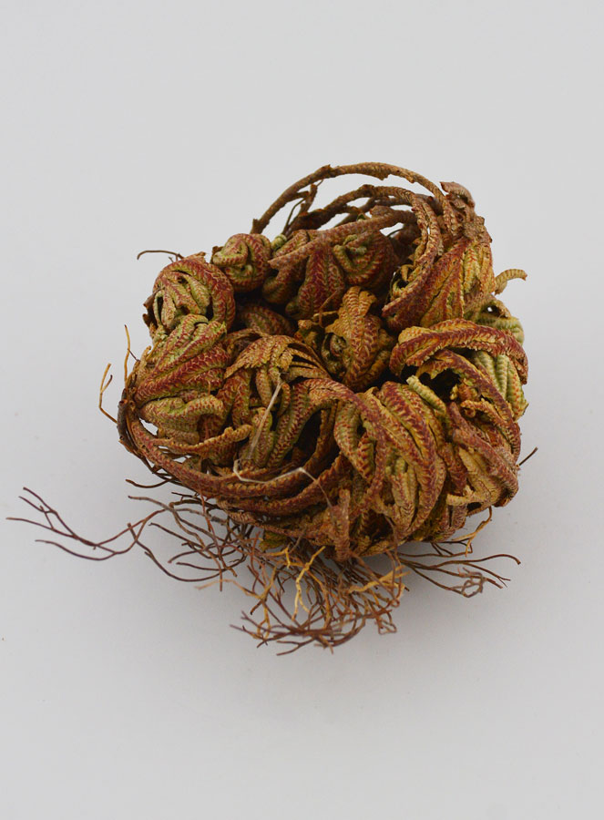 Rosa di Gerico 10g - Pianta della Risurrezione (pic 3)