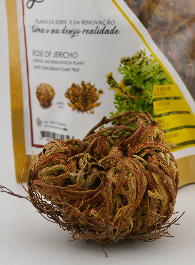 Rosa di Gerico 10g - Pianta della Risurrezione (pic 4)