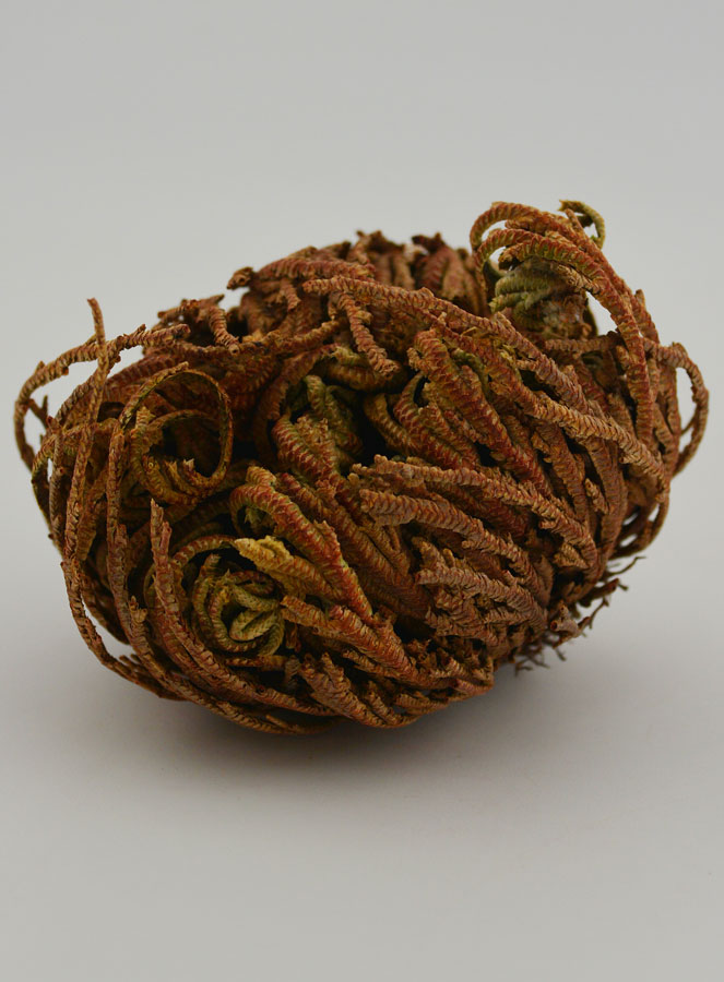 Rosa di Gerico 10 g (pic 2)